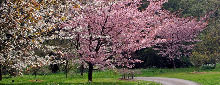 Romantic Japanese cherry blossom trees at Batsford Arboretum