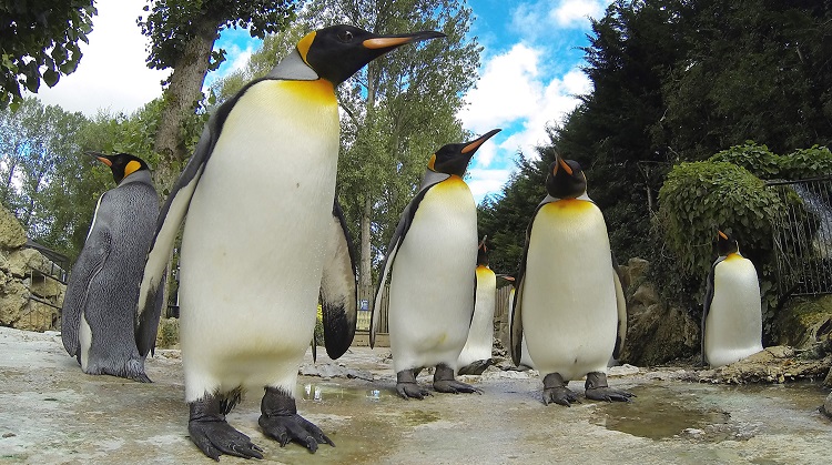 Penguins at Birdland Park & Gardens