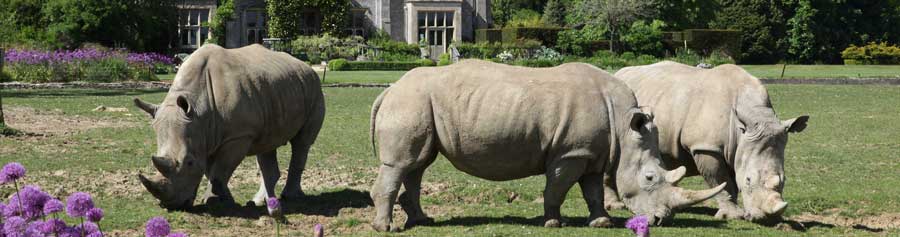 Rhinos at the Cotswold Wildlife Park