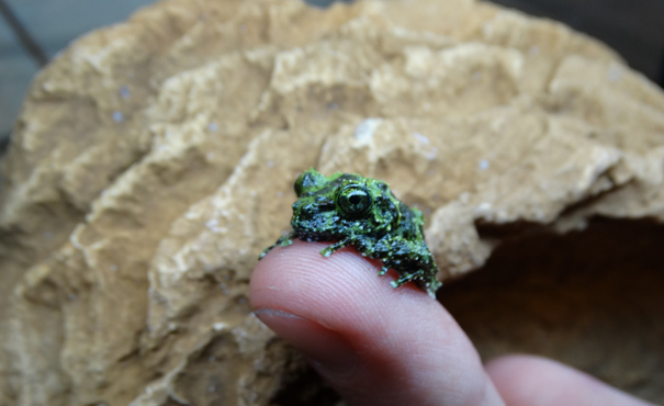 Mossy Froglet at Cotswold Wildlife Park