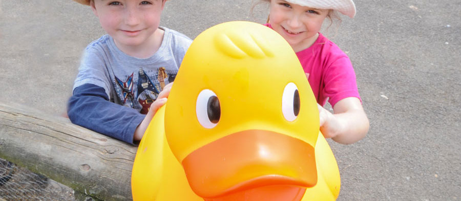 Giant duck hunt at Slimbridge Wetland Centre