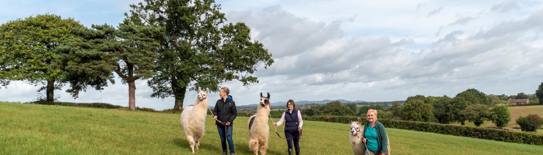 A walk with a difference at Briery Hill Llamas