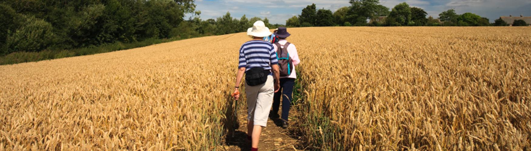 Guided walks in the Cotswolds