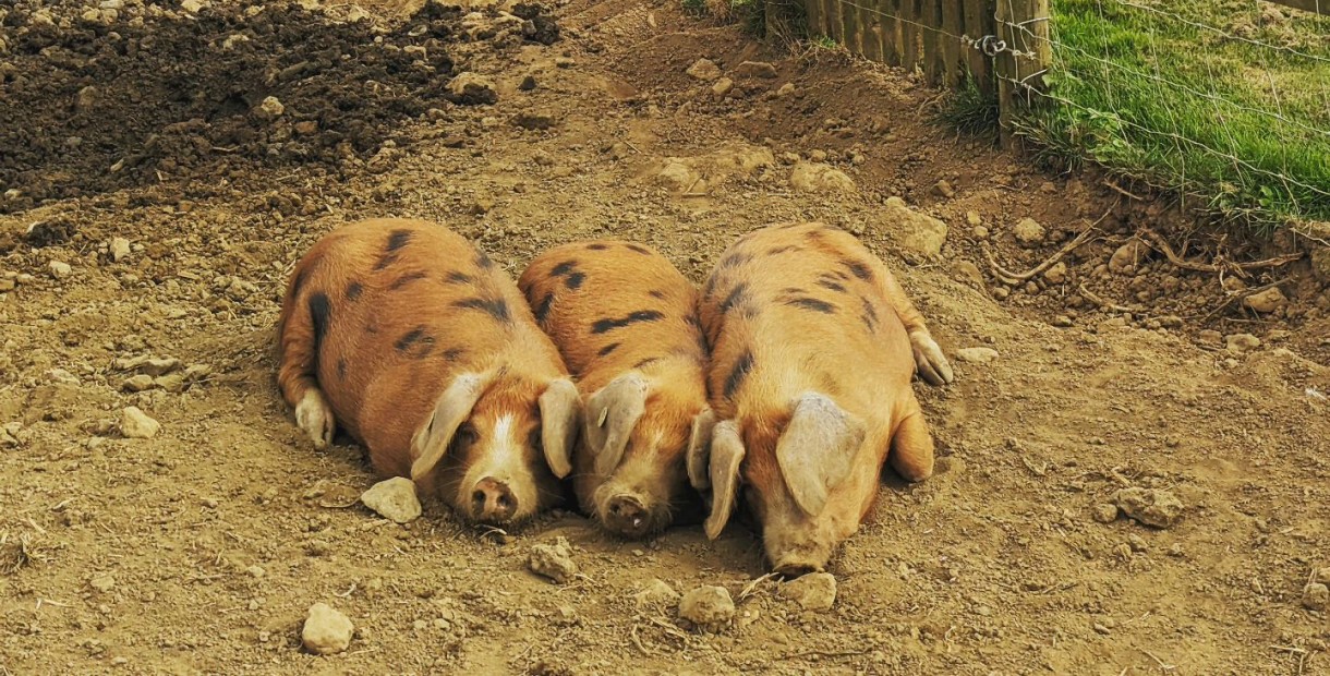 Three pigs from The Pig Place