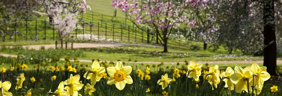 Daffodils and blossom at Batsford