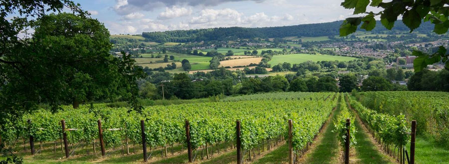 Spring vines at Woodchester Valley Vineyard