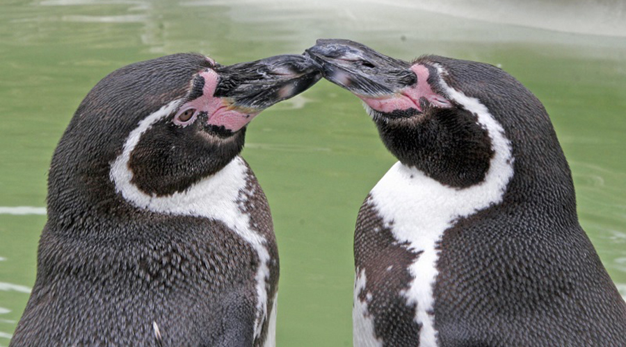 Kissing penguins at Cotswold Wildlife Park