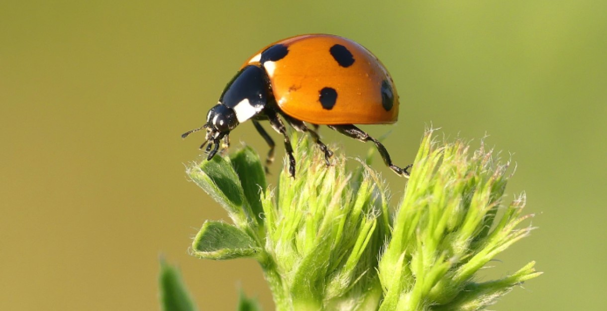 A ladybird