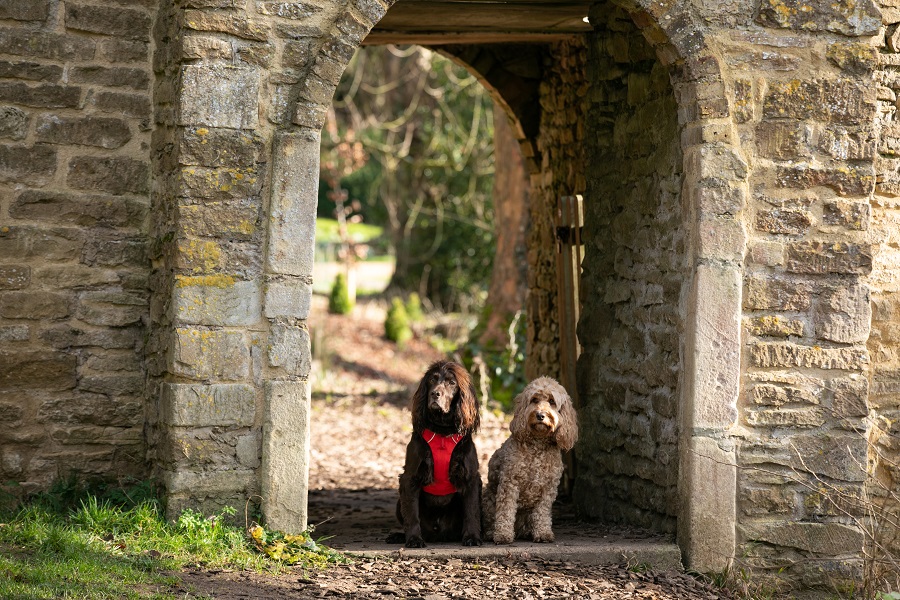 Dogs at Newar Park in an archway