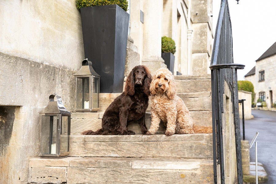 Dogs in Painswick