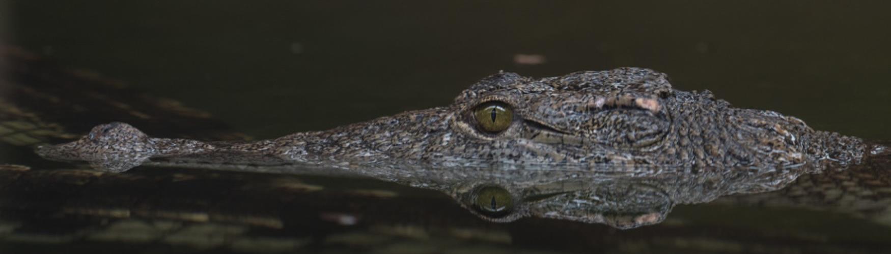 A crocodile lazing in water at Crocodiles of the World