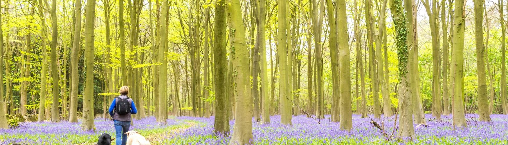 Woman walking her dogs through a woodland filled with bluebells between Bourton and Snowshill