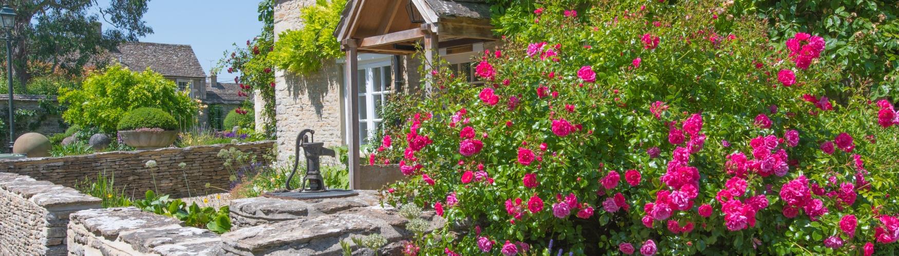 A stunning Cotswold stone cottage with pink roses and lavender growing in the garden