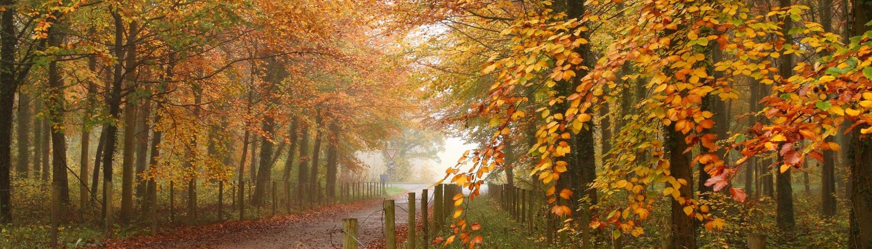 Hailey Wood in the Autumn