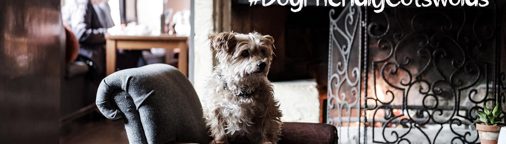 #DogFriendlyCotswolds - photo courtesy of the Bay Tree Hotel