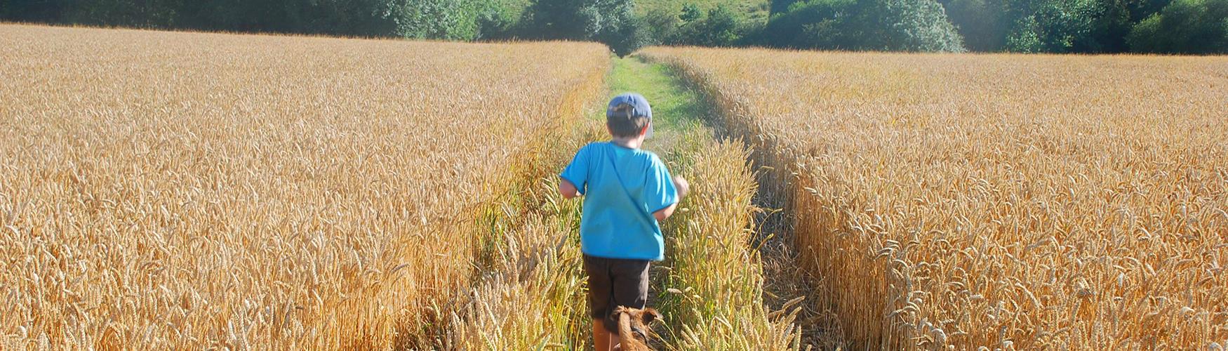 A boy and dog walking through a wheat field (photo Paul Chapman)