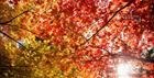 Autumn Colour at Westonbirt Arboretum (Paul Groom)