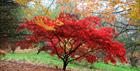 Autumnal colour at Batsford Arboretum