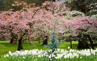 Spring at Batsford Arboretum