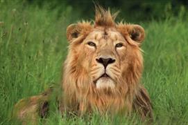 Rana, Asiatic Lion, Cotswold Wildlife Park & Gardens